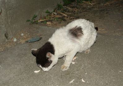 20080719hikaru01.JPG