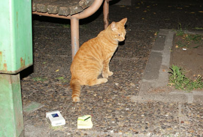 20080719hikaru02.JPG