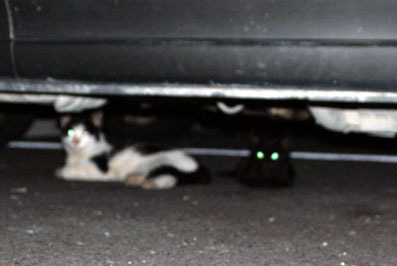 20080719hikaru03.JPG