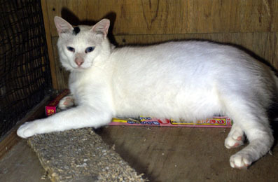 20080720fujimi04.JPG