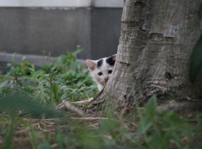 20080720fujimi10.JPG
