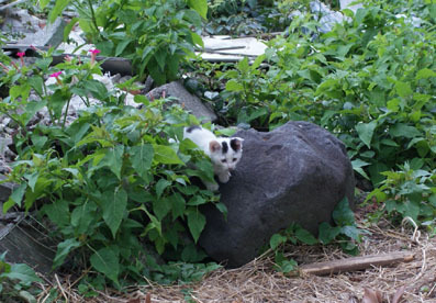 20080720fujimi12.JPG