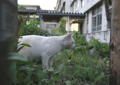 20080720fujimi15.JPG