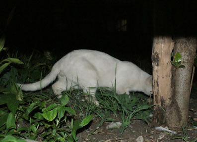 20080720fujimi16.JPG