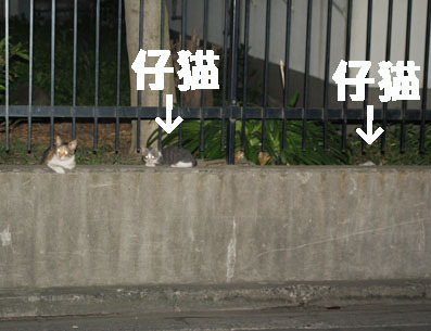 20080720fujimi17.JPG