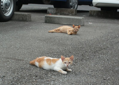 20080720fujimi21.JPG