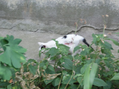 20080727fujimi25.JPG