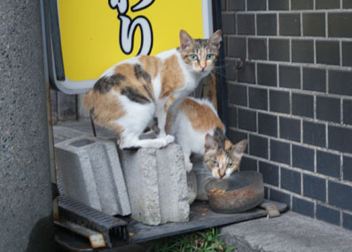 20080727fujimi27.JPG