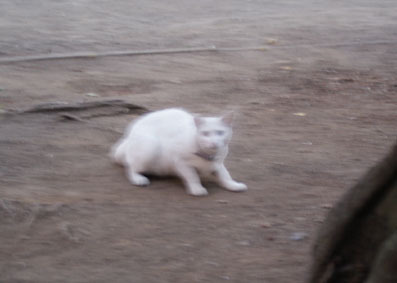 20080727fujimi30.JPG