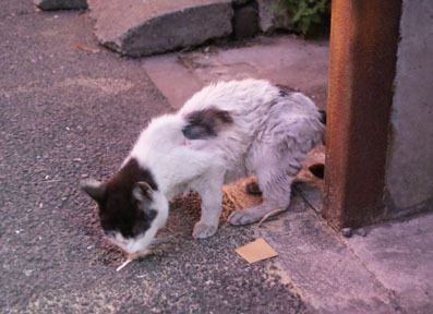 20080727fujimi32.JPG