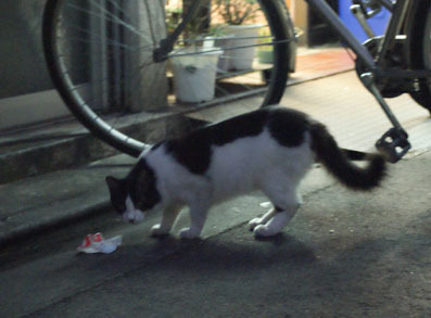 20080727fujimi34.JPG