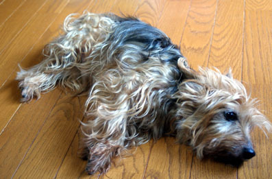 20080730chacha01.JPG