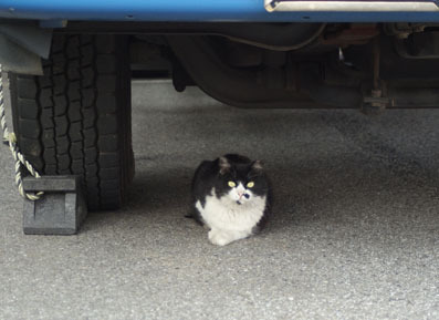 20080803fujimi05.JPG