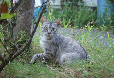 20080803fujimi10.JPG