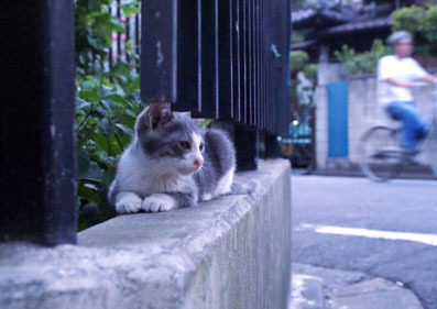 20080803fujimi17.JPG