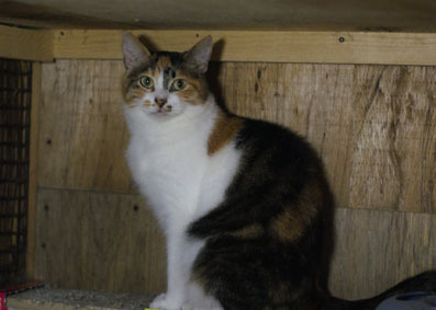 20080817fujimi01.JPG
