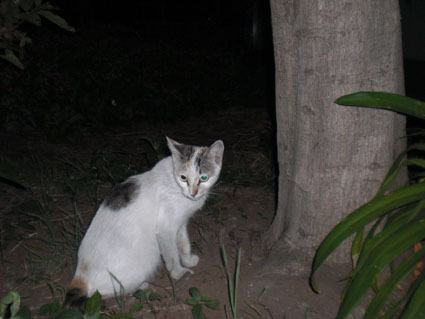 20080819hikaru01.JPG