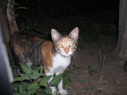 20080819hikaru02.JPG