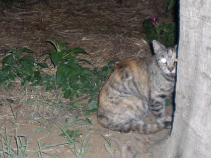 20080819hikaru03.JPG