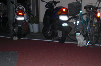 20080819hikaru05.JPG
