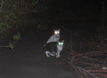 20080819hikaru06.JPG