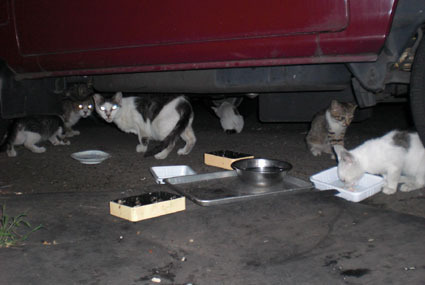 20080819hikaru11.JPG