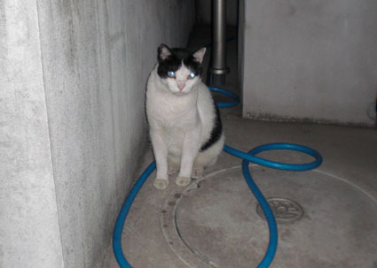 20080819hikaru13.JPG