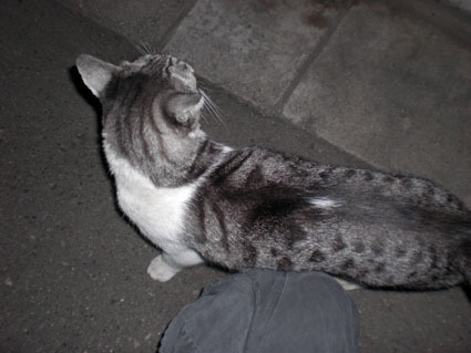 20080819hikaru14.JPG