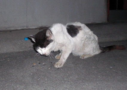 20080819hikaru15.JPG