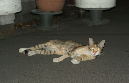 20080819hikaru18.JPG