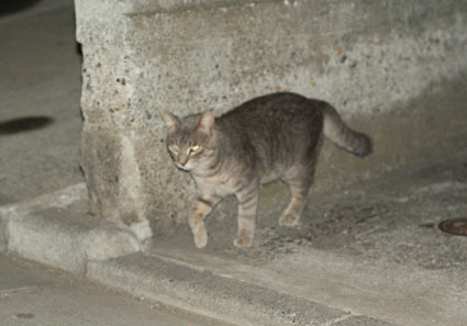 20080819hikaru19.JPG