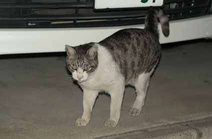 20080819hikaru20.JPG