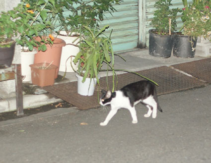 20080819hikaru22.JPG