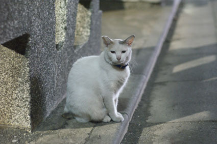 20080819hikaru30.JPG
