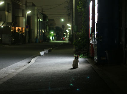 20080819hikaru31.JPG