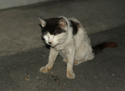 20080819hikaru32.JPG