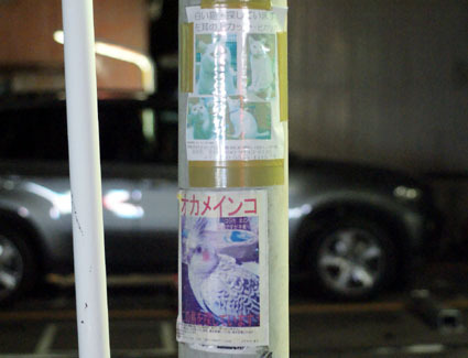 20080819hikaru35.JPG