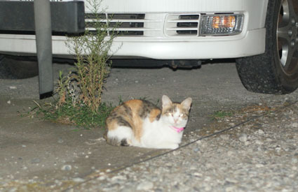 20080819hikaru37.JPG