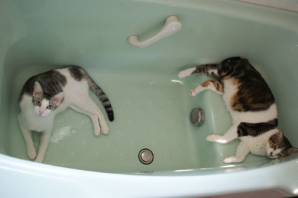 20080821cham05.JPG
