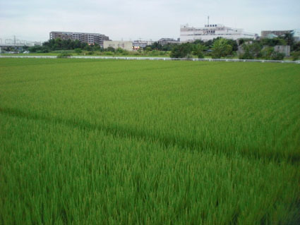 20080822tuchiura04.JPG