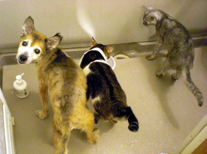20080824home02.JPG