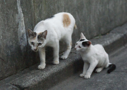 20080831fujimi51.JPG