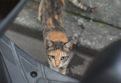 20080831fujimi53.JPG