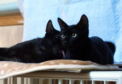 20080907kuro01.JPG