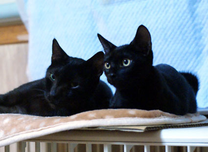 20080907kuro02.JPG