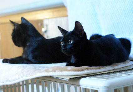 20080907kuro03.JPG