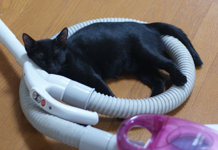 20080907kuro10.JPG
