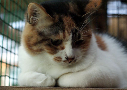20080914fujimi08.JPG
