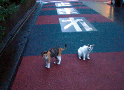 20080921fujimi10.JPG