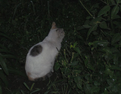 20080921fujimi13.JPG
